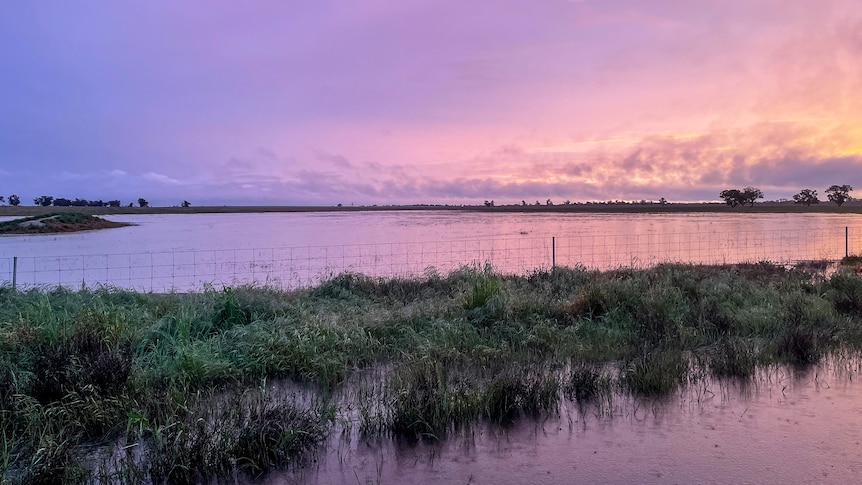 A flooded paddock under a purple-orange sky