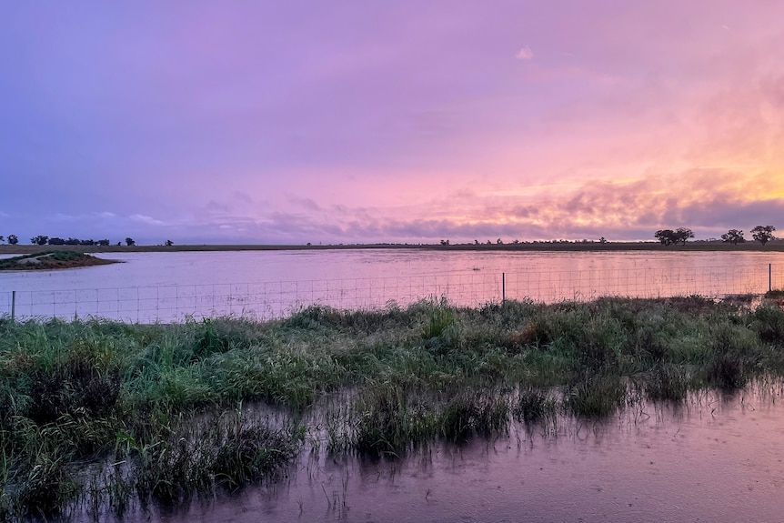 A flooded paddock under a purple-orange sky