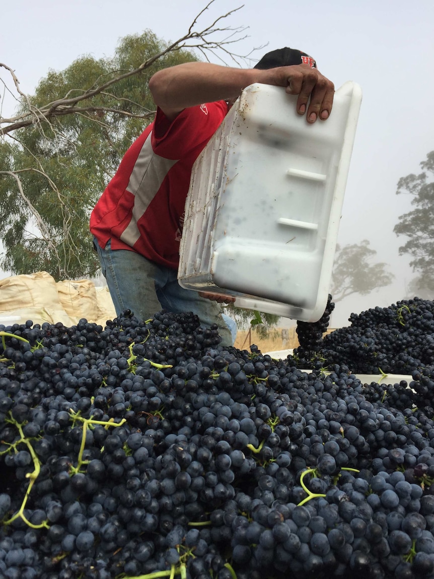 A grape picker empties a bucked of wine grapes in to a harvest bin.