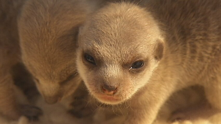 Meerkat pup, one of four born at a wildlife park near Hobart.