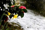 Snow falls around flowers on Mount Wellington, Hobart