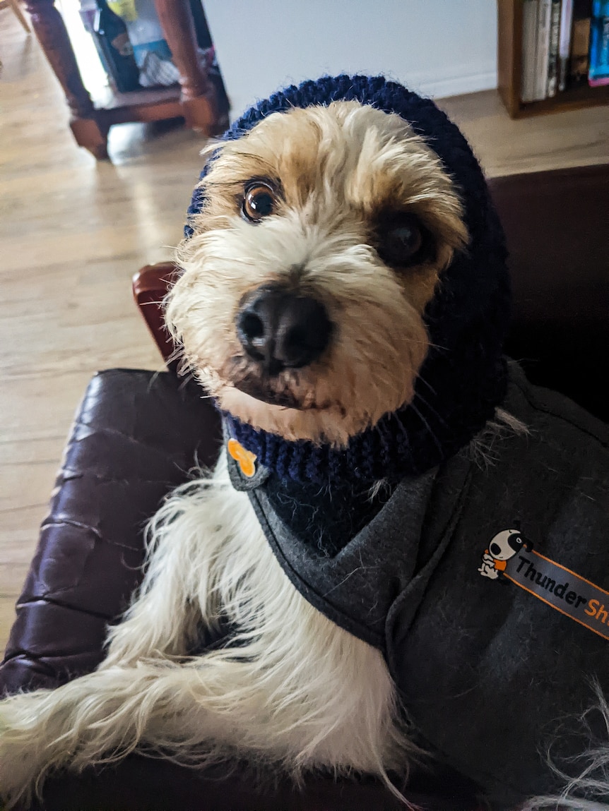 Small dog looking at the camera, his ears are covered with a wool knitted tube and he is wearing a grey jacket.