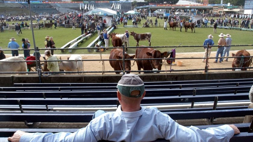 Organisers say the Ekka is one of the largest stud beef cattle competitions in Australia - and the most prestigious of its kind.