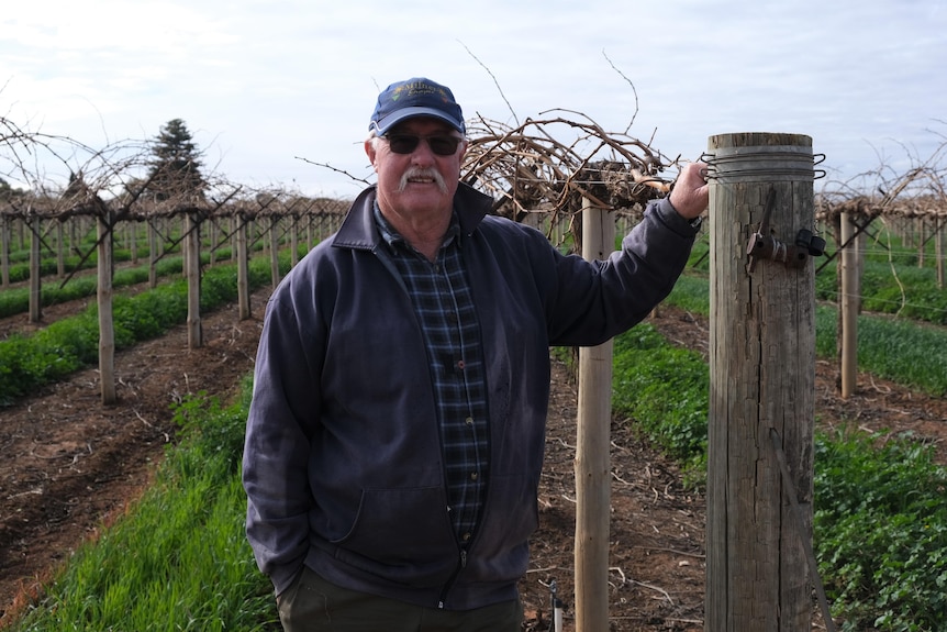 An older man with a cap, sunglasses and a white moustache stands leaning on a fence, in front of a grape crop.