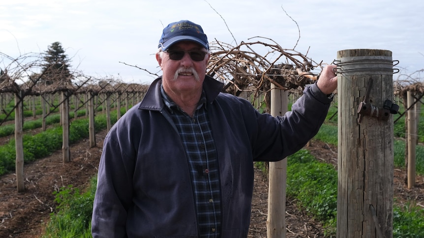 An older man with a cap, sunglasses and a white moustache stands leaning on a fence, in front of a grape crop.