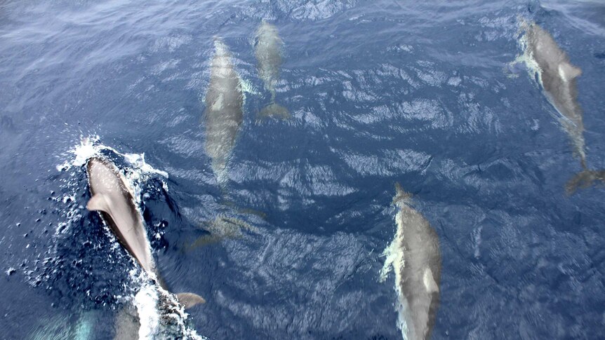 An aerial view of seven dolphins diving under the water