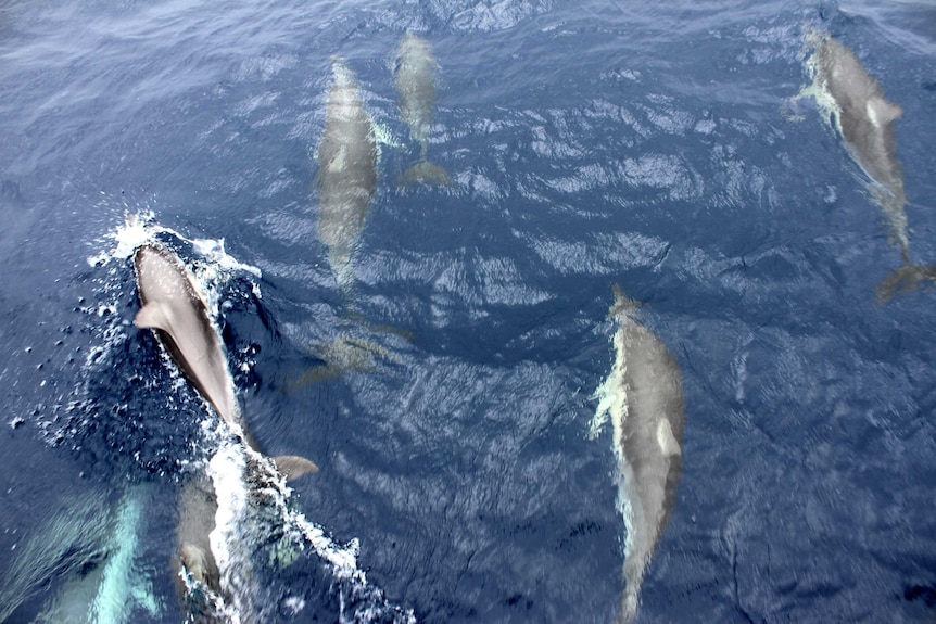 An aerial view of seven dolphins diving under the water