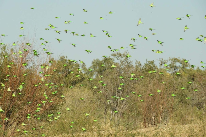 Hundreds of bright green birds fly over a dam