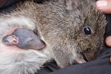 A Gilbert's potoroo with a baby in its pouch.