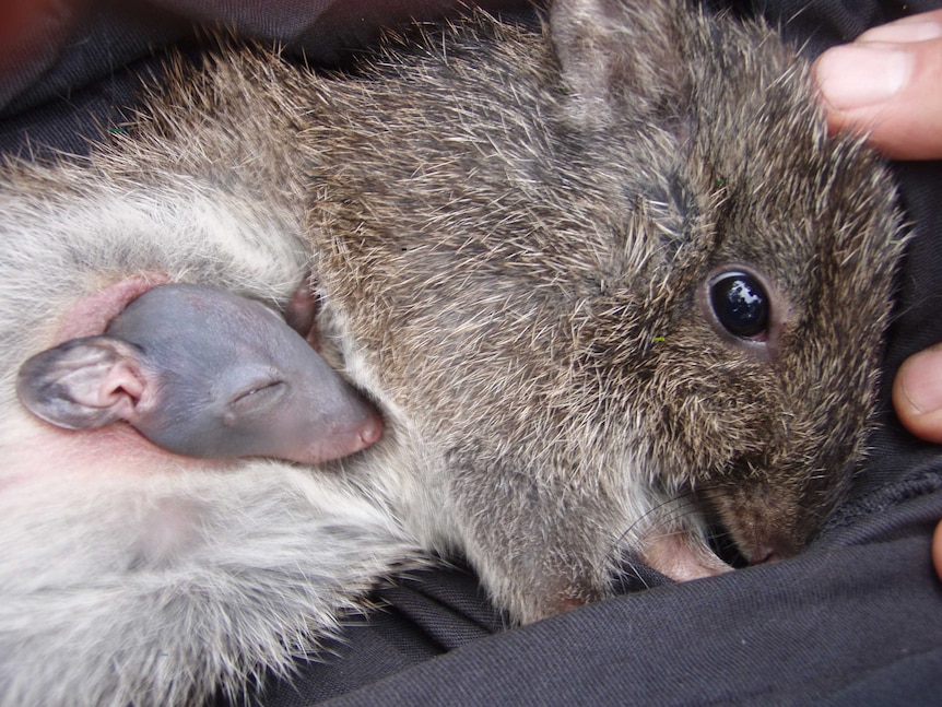 A Gilbert's potoroo with a baby in its pouch.