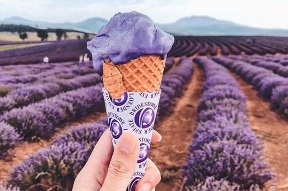 A woman's hand holds up lavender ice cream against a backdrop of purple lavender fields.