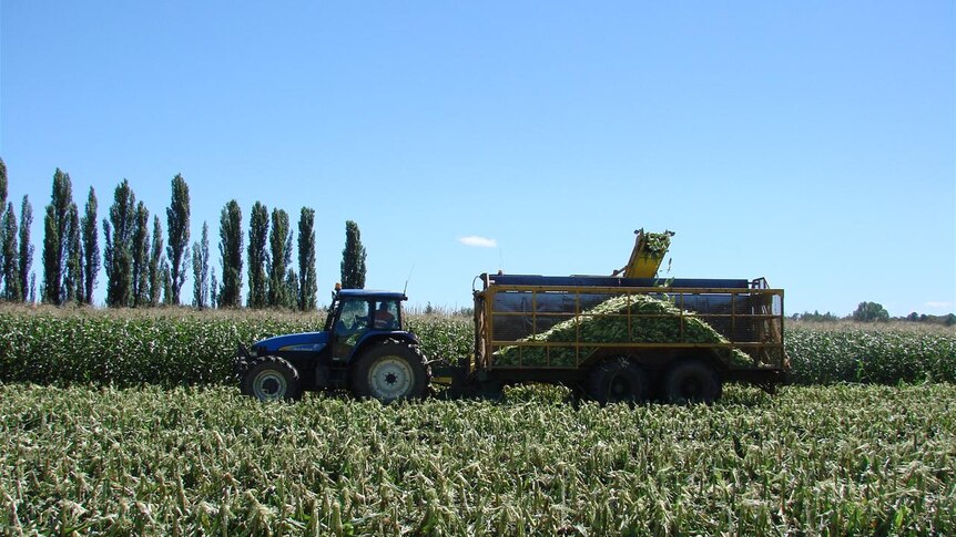 A tractor pulls a trailer through a field of crops