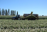 A tractor pulls a trailer through a field of crops