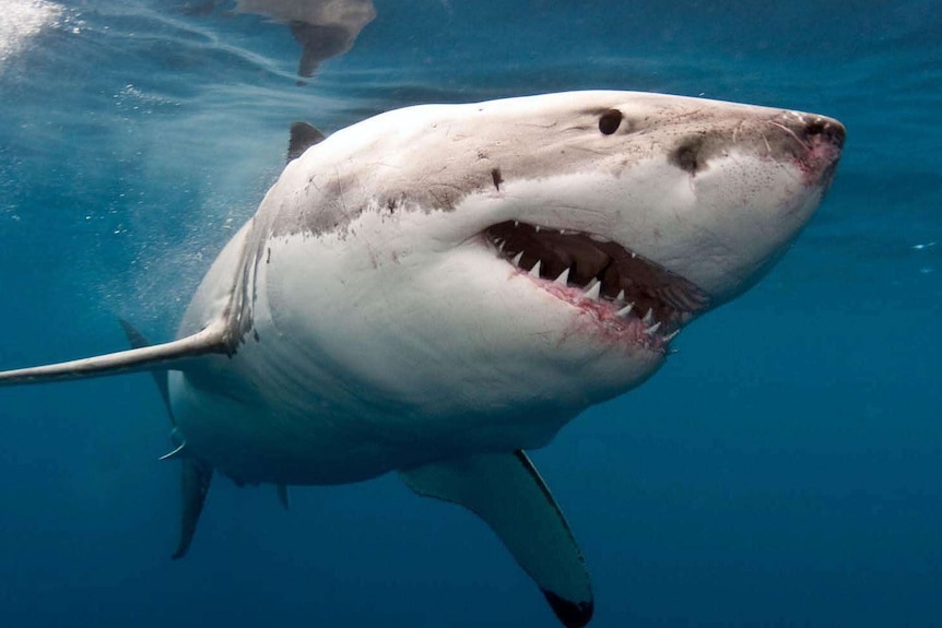 A great white shark swims through the water with its mouth open.
