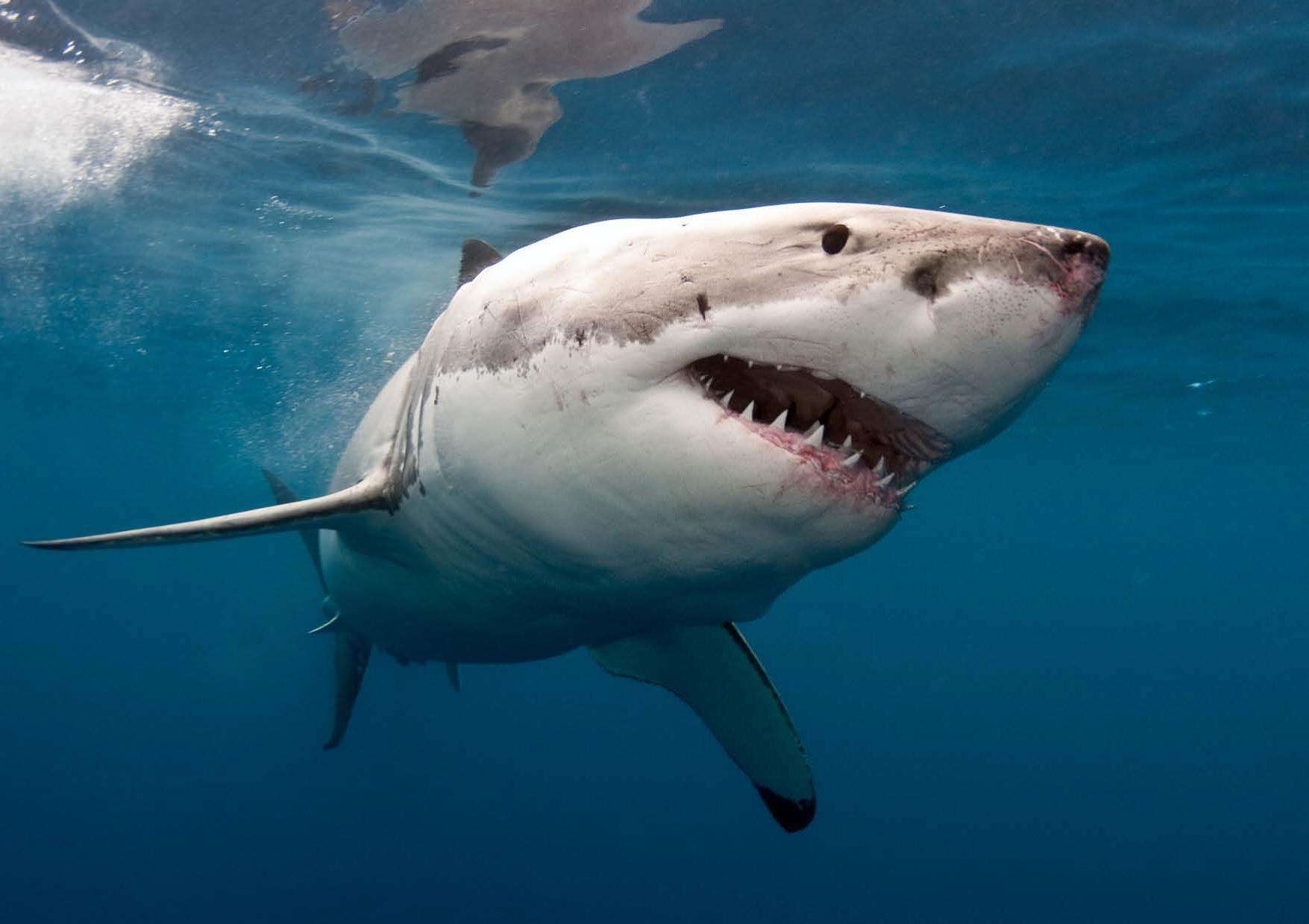 A great白鲨