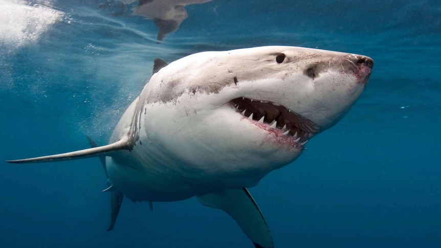 A great white shark swimming in the ocean.