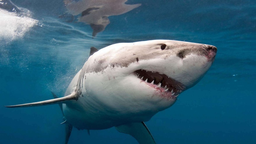 A great white shark swims through the water with its mouth open.