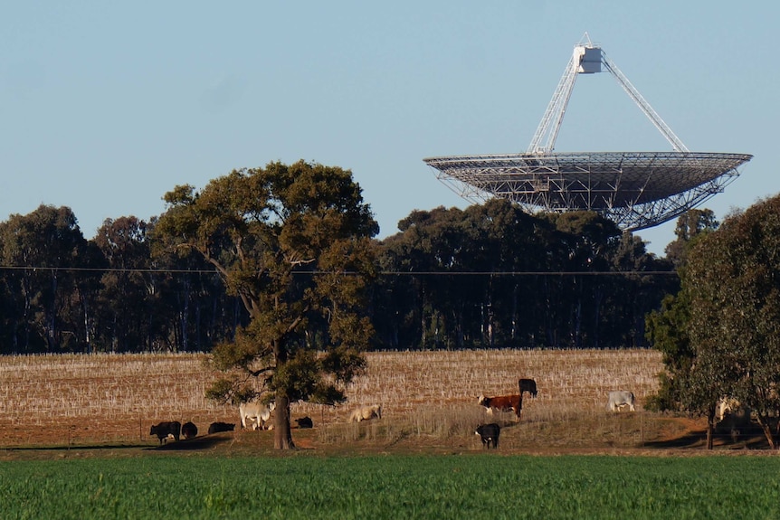Looking across a paddock of cattle, with the Parkes Telescope in the background.