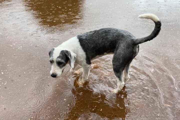A dog stands in ten centimetre high water. It is raining.