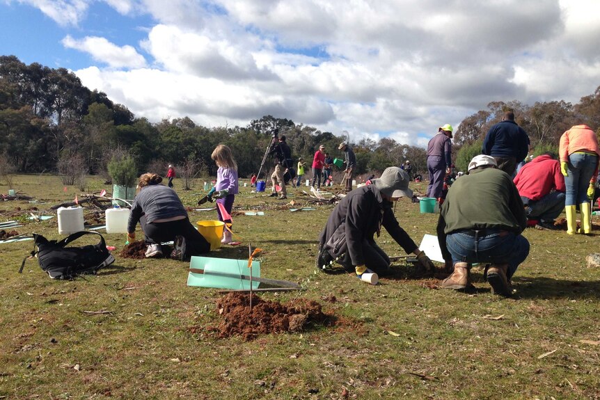 Canberrans planting trees at Mount Majura.