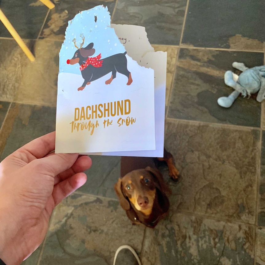 Dog chews christmas card