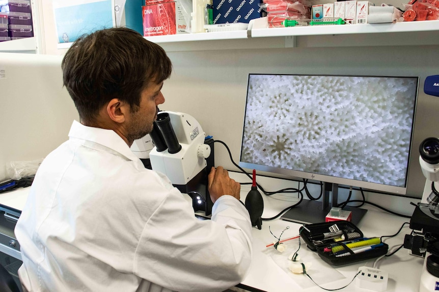 You see the back of a man in a white lab coat at a desk, a microscope projects a close-up coral pattern on a monitor