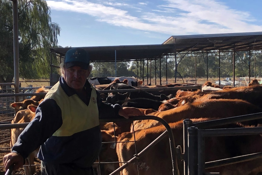 Daryl Hoey mustering cattle on his dairy farm in Katunga, in northern Victoria