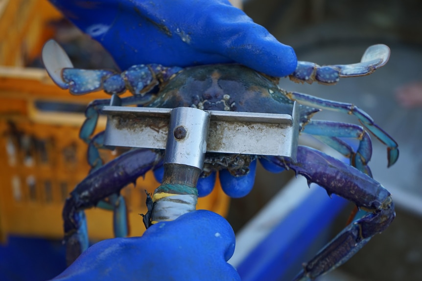 Photo of a blue swimmer crab being measured for legal size