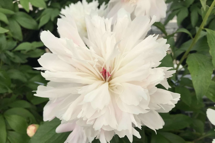 A very pale coloured peony.