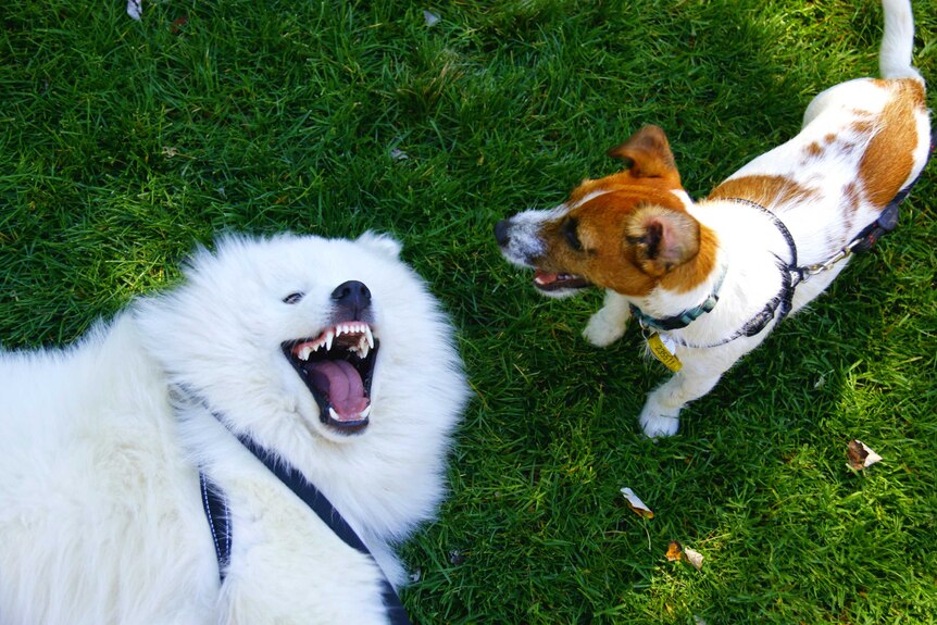 Two dogs play on the grass.