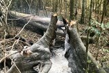 The stump of a burn tree