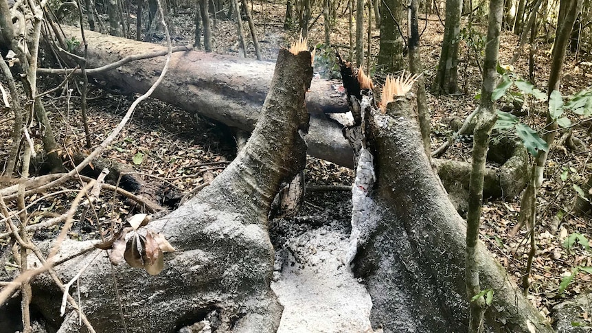 The stump of a burn tree