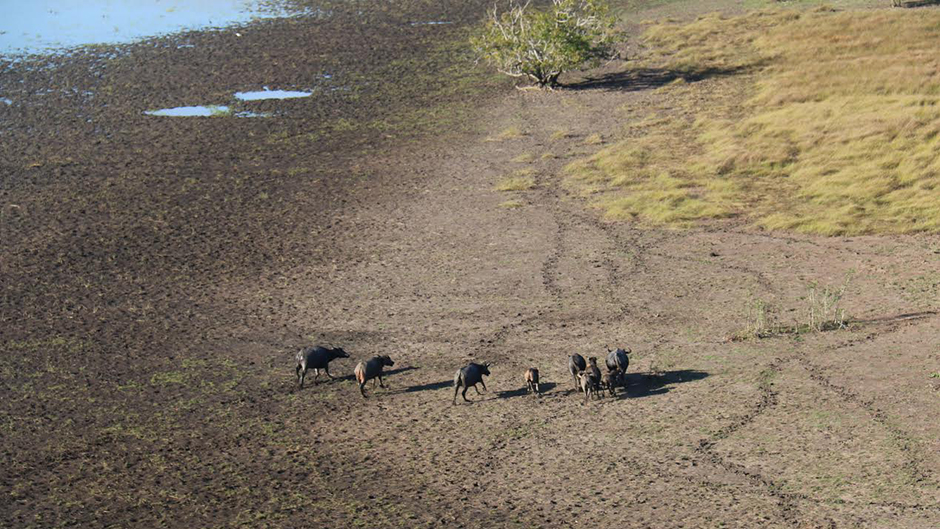 Feral water buffalo