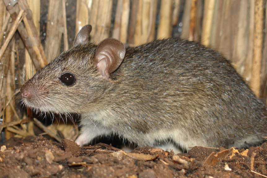 A dusky rat