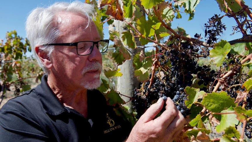 A winemaker inspecting grapes in a vineyard.