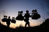 Villagers walk in a field as they carry ripe crops on their shoulders