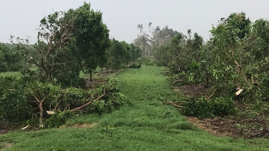 Branches snapped off and leaves stripped from mango trees in a cyclone-devastated orchard.