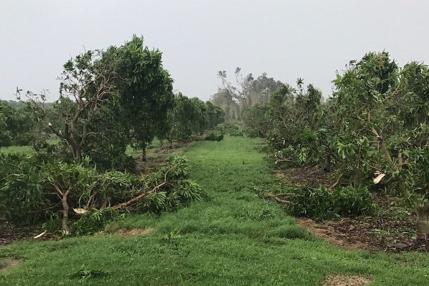 Branches snapped off and leaves stripped from mango trees in a cyclone-devastated orchard.