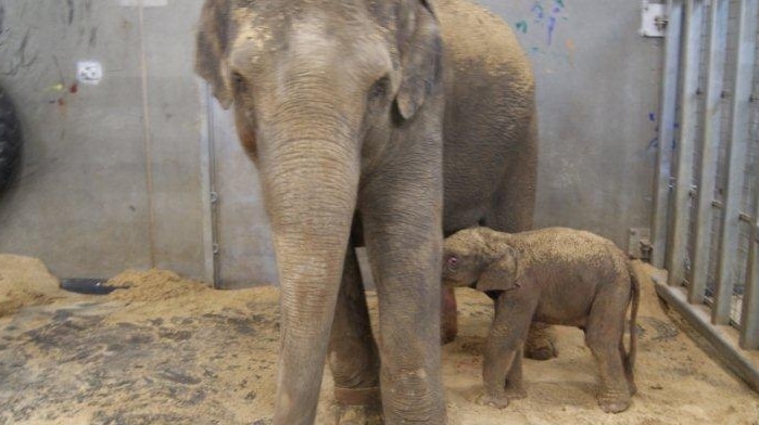 The arrival of the male Asian elephant calf has been welcomed by Melbourne Zoo.