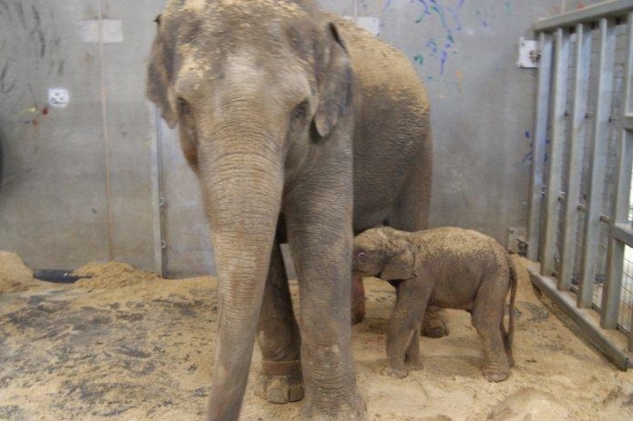 The arrival of the male Asian elephant calf has been welcomed by Melbourne Zoo.