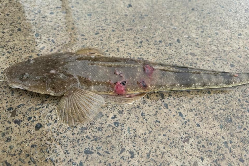 A flathead on concrete with nasty looking red ulcers on it.