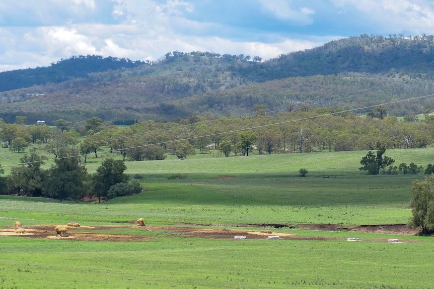 Livestock feed in a green paddock.