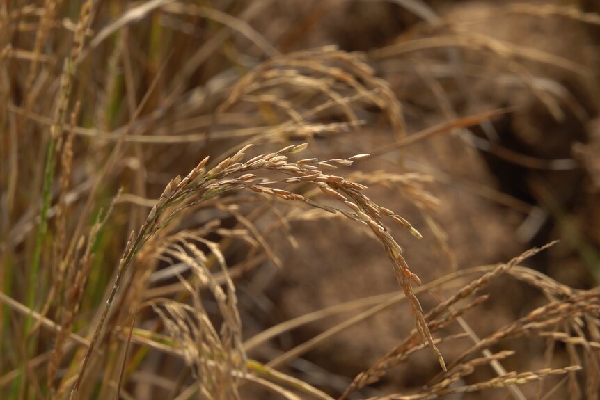 Close up photo of rice crop.