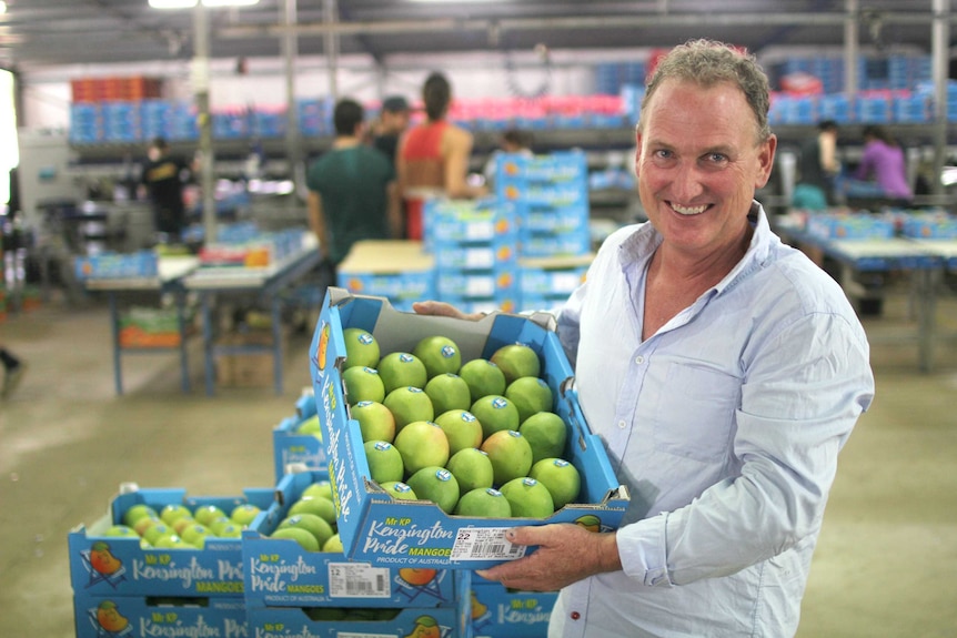 a man holding a box of mangoes in a packing shed.