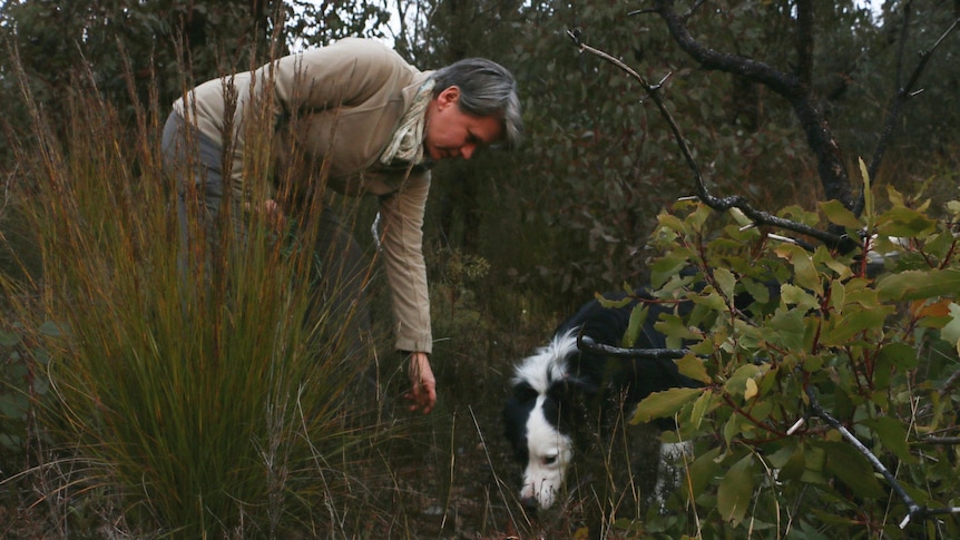 Doctor Kellie Leigh and her dog Grut search for koala scat in scrub in the Blue Mountains.
