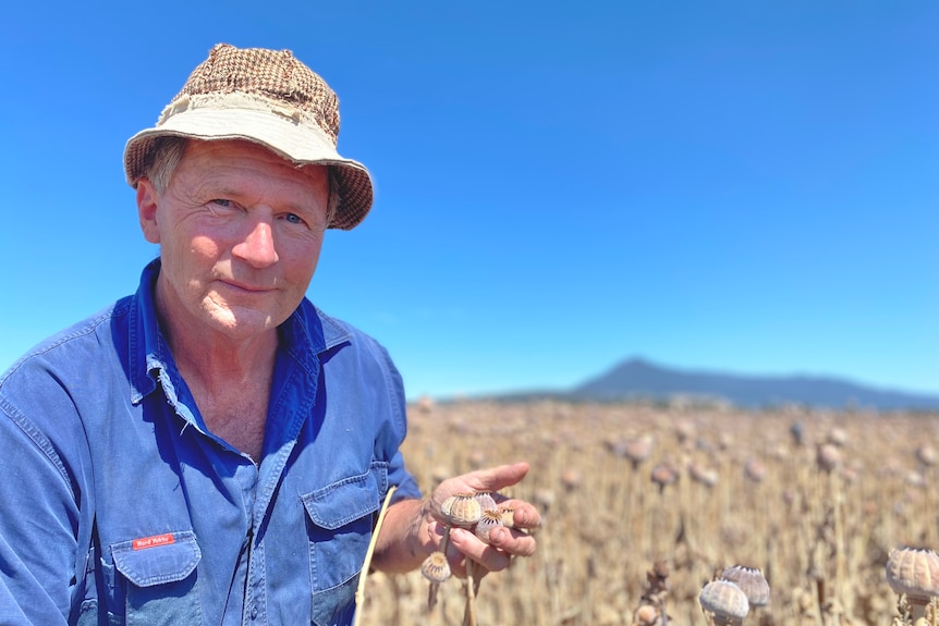A farmer in a worn blue shirt kneels in a golden field of poppies, holding a few capsules in his hand.
