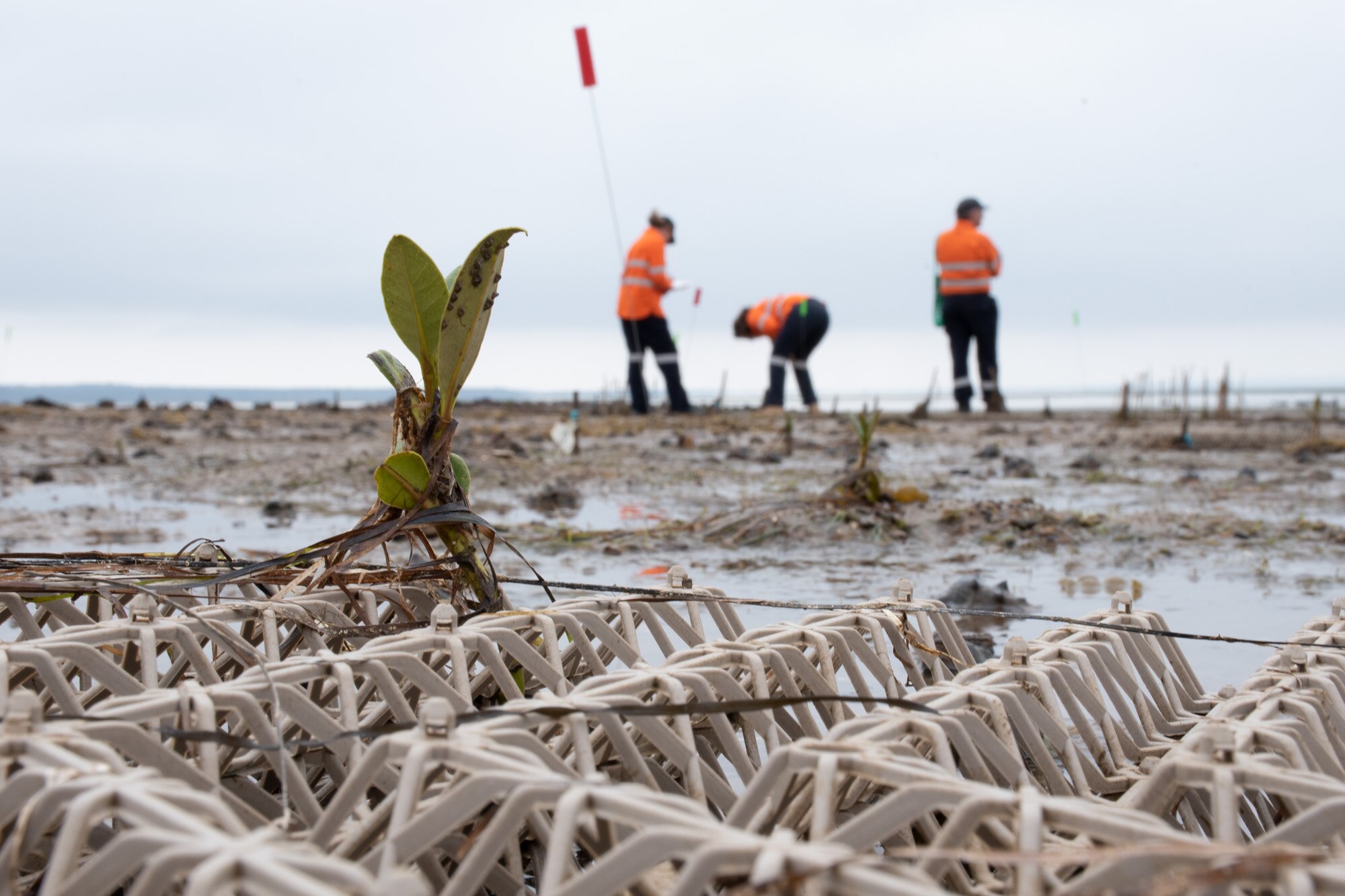 A 3D-printed lattice structure that protects sprouting seedlings.