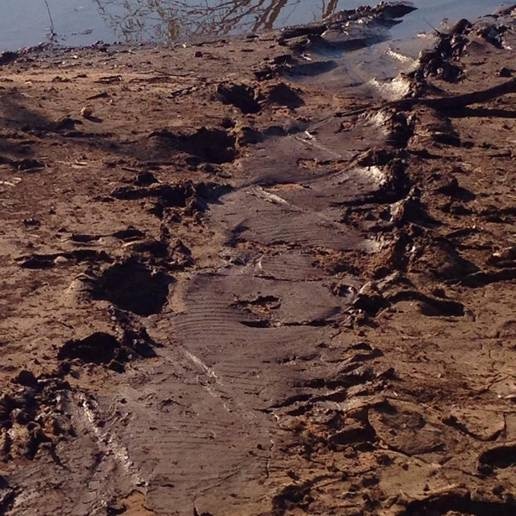 Crocodile tracks near Fitzroy River