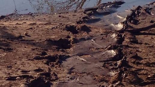 Crocodile tracks near Fitzroy River