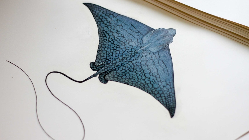 An ornate eagle ray illustrated by Dr Lindsay Marshall.